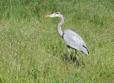 GREAT BLUE HERON
